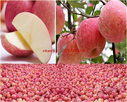 Jabłko Super Słodkie, jabłoń